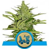 Fast Eddy Auto - Royal Queen Seeds