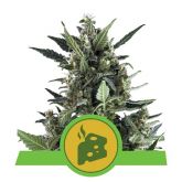 Blue Cheese Auto - Royal Queen Seeds