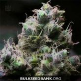 Blueberry Berry - Bulk Seed Bank