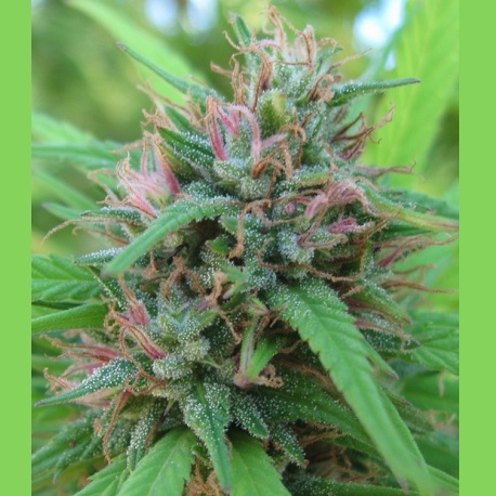Guide for growing extraordinary feminized plant Panama Red