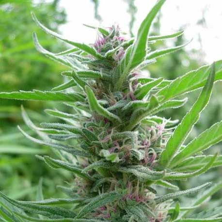 Benefits & drawbacks of surprising feminized cannabis Panama Red strain seeds