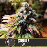 Gorilla Glue #4 (America) - Blimburn