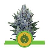 Northern Light Auto - Royal Queen Seeds