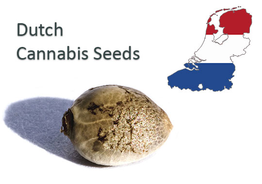 Dutch-Cannabis-Seeds