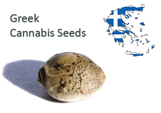 Greek-Cannabis-Seeds