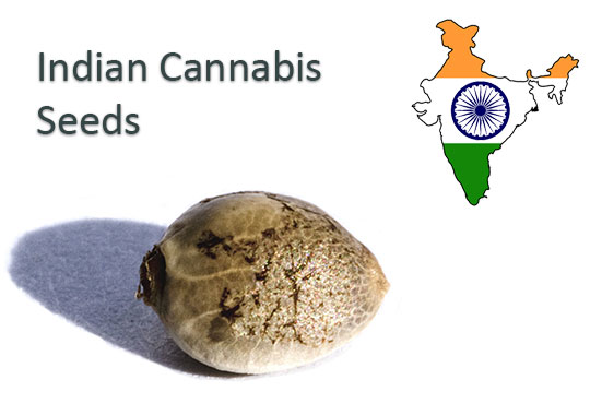 Indian-Cannabis-Seeds