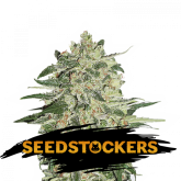 Big Bud - Seedstockers