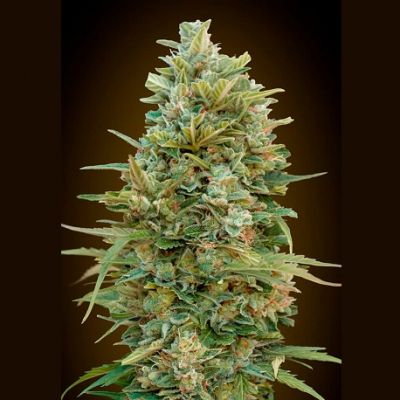 Auto Do Si Dos Cookies - 00 Seeds
