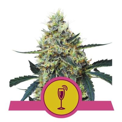 Mimosa - Royal Queen Seeds